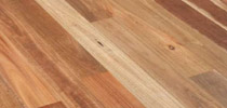Spotted Gum