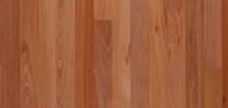 Sydney Blue Gum